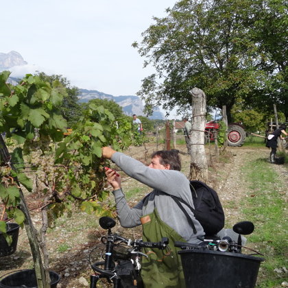 Vendanges à Saint-Ismier