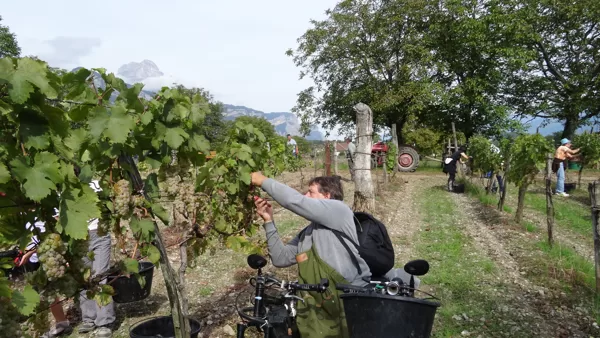 Vendanges à Saint-Ismier